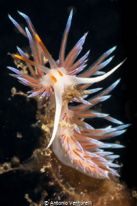 Vibranty coloured nudibranch(Cratena Peregrina)spotted in... by Antonio Venturelli 